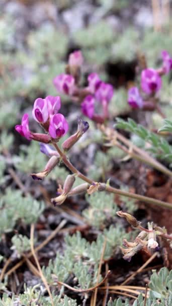 Big Bear Valley Woollypod Astragalus Leucolobus Domorodá Trvalá Jednoletá Bylina — Stock video
