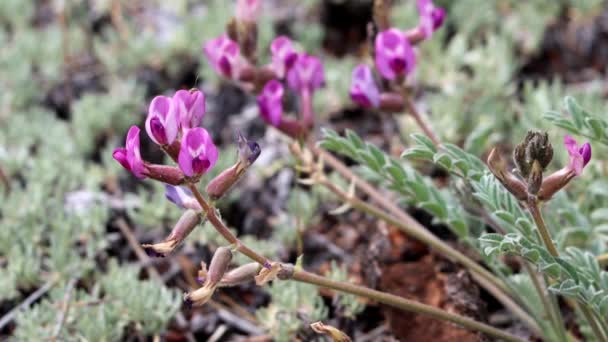 大熊谷 Big Bear Valley Woollypod Astragalus Leucolobus 一种原产于圣贝纳迪诺山脉的多年生单斜草本植物 春季时具有腋生总状花序花序 — 图库视频影像