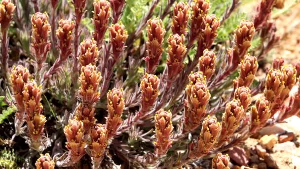 圣贝尔纳迪诺山脉卡斯蒂利亚灰灰色画笔 一种原产于当地的多年生单熟食草本植物 春季表现出总状花序尖花序 — 图库视频影像