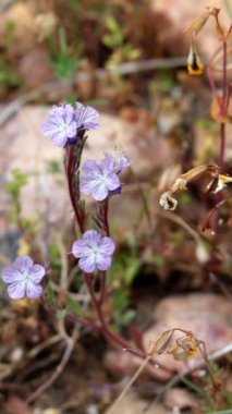 Transverse Range Scorpionweed, Phacelia Exilis, San Bernardino Dağları 'ndaki ilkbahar döneminde terminal akrep cyme inflorescences gösteren geleneksel bir ottur..