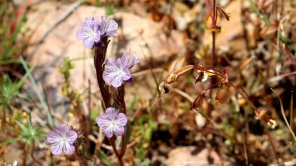 在圣贝纳迪诺山脉 一种产于当地的一年生单熟草本植物 在春季表现出终末蝎形细胞质花序 — 图库视频影像