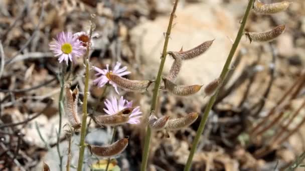 Cushenbury Milkvetch Astragalus Albens Domorodá Jednoletá Jednoklinická Bylina Vystavující Jaře — Stock video