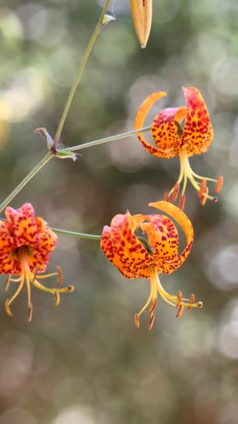 Humboldt Spotted Lily Lilium Humboldtii Subespecie Ocellatum Una Hierba Monoclinica — Vídeos de Stock