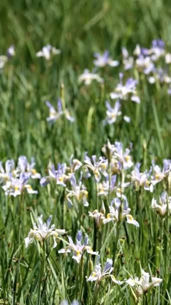 Yerli Iris Missouriensis Kır Çiçekleriyle Dolu Bir Çayır San Emigdio — Stok video