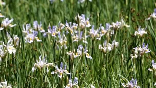 Niitty Tulvii Syntyperäisiä Iris Missouriensis Villikukkia Mikä Tekee Vaikutuksen Kiitollisuuden — kuvapankkivideo