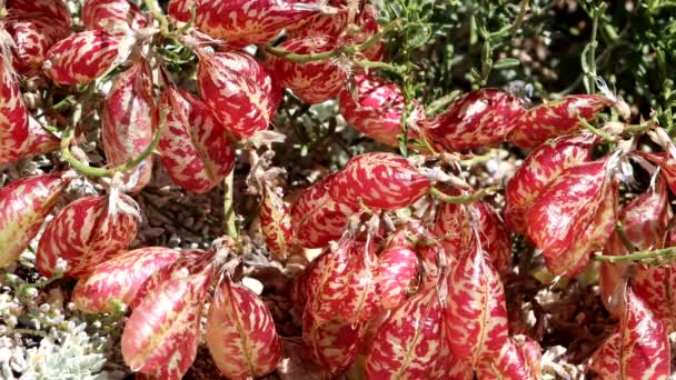 美国圣埃米迪奥山脉地区 一种原产于当地的多年生单熟食草本植物 夏季结有倒卵形无毛豆荚果 — 图库视频影像