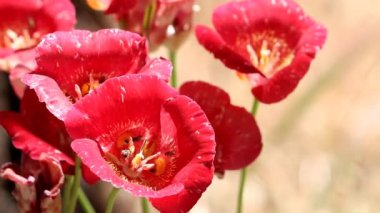 Kelebek Mariposa Lily, Calochortus Venustus, San Emigdio Dağları 'nda yaz mevsiminde simoz umbel infloresans gösteren kalıcı bir bitkidir..