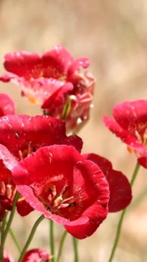 Kelebek Mariposa Lily, Calochortus Venustus, San Emigdio Dağları 'nda yaz mevsiminde simoz umbel infloresans gösteren kalıcı bir bitkidir..