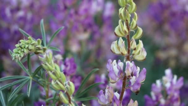 Sicklekeel Lupine Lupinus Albicaulis 一种原产于圣埃米迪奥山脉的多年生单斜草本植物 在夏季表现出终末的全生总状花序花序 — 图库视频影像
