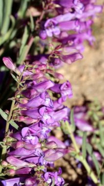 Kraliyet Sakal Dili, Penstemon Speciosus, San Emigdio Dağları 'nda yaz mevsiminde ölümcül iklimli tiyosanları gösteren kalıcı bir bitki..