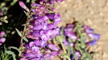 Kraliyet Sakal Dili, Penstemon Speciosus, San Emigdio Dağları 'nda yaz mevsiminde ölümcül iklimli tiyosanları gösteren kalıcı bir bitki..