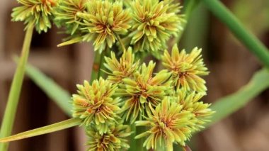 Uzun Flatsedge, Cyperus Eragrostis, Santa Monica Dağları 'nda yaz aylarının sonlarına doğru ölümcül bir yarış başlığı şişirme sergiliyor..