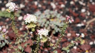 Booth Evening Primrose, Eremothera Boothii Alttürü Boothii, Owens Vadisi 'nde yaz aylarının sonlarında aksiller hipodromda yükselme gösteren yerel bir ottur..