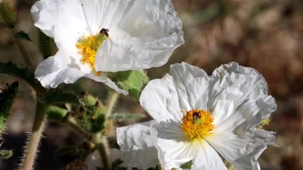 Flatbud Prickly Poppy Argemone Munita Native Perennial Monoclinous Herb Displaying — Stock Video