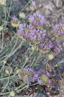 Sierra Narrow, Vahşi Redolence 'ı, Monardella Linoides Alttürü Sierrae' yi terk etti. Doğuda Sierra Nevada 'da yaz ayı sonlarında ölümcül simüloz kafa infloresanları gösteren kalıcı bir bitkidir..