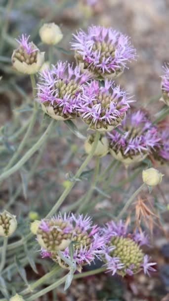 Sierra Narrow Leaved Wild Redolence Monardella Linoides Subspecies Sierrae Une — Video