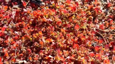 Whitemargin Sandmat, Euphorbia Albomarginata, Kartal Dağları, Kuzeybatı Sonoran Çölü 'nde sonbaharın sonlarında, göz kamaştırıcı ve oval yaprakların karşısında yaşlanan basit bir şekil sergiliyor..