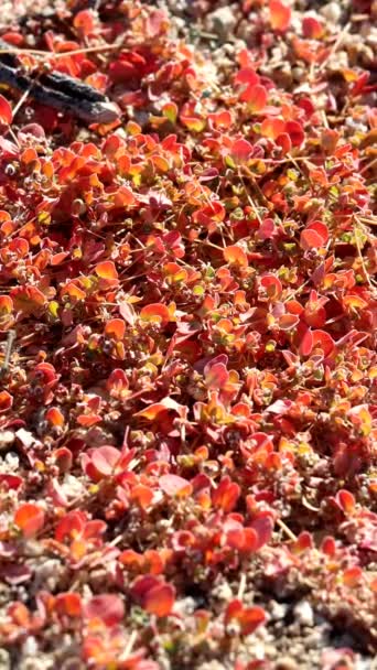 イーグル山脈 ノースウエストソノラン砂漠の秋の間 単純な反対の輝かしい葉を表示するエウフォルビア アルボムガタ — ストック動画