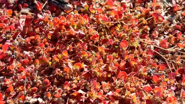 Whitemargin Sandmat Euphorbia Albomarginata Visar Åldrande Enkel Motsatt Kal Ovalt — Stockvideo