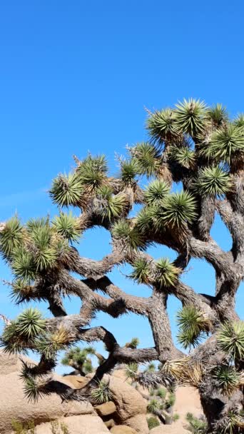 Have Alimentum Yucca Brevifolia Рідний Монокластичний Абревіатурний Чагарник Після Цвітіння — стокове відео