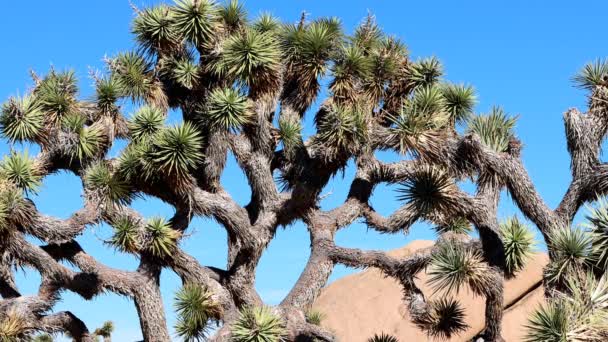 Mohave Alimentum Yucca Brevifolia Infödd Monoklinös Arborescent Buske Efter Blomning — Stockvideo