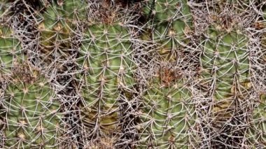 Mohave Tepesi Kaktüsü, Echinocereus Mojavensis. Güney Mojave Çölü 'ndeki Little San Bernardino Dağları' nda sonbahar boyunca kısmen gizlenmiş trikomatik nonglochidiate bölgelerinden gri üstüste binmiş dikenli dikenleriyle sulu bir yerli..