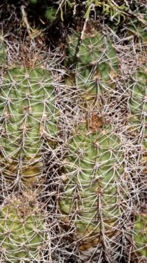 Mohave Tepesi Kaktüsü, Echinocereus Mojavensis. Güney Mojave Çölü 'ndeki Little San Bernardino Dağları' nda sonbahar boyunca kısmen gizlenmiş trikomatik nonglochidiate bölgelerinden gri üstüste binmiş dikenli dikenleriyle sulu bir yerli..