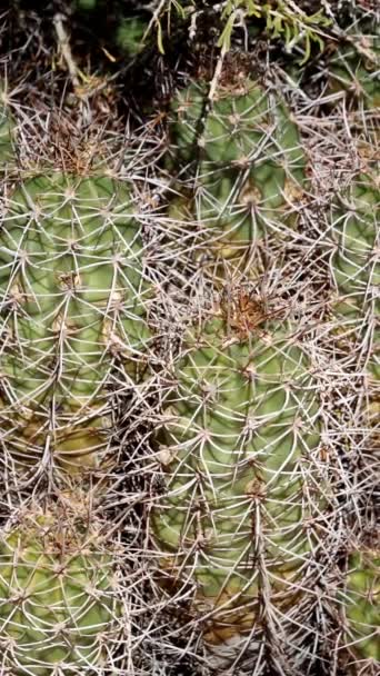 Mohave Mound Cactus Echinocereus Mojavensis Eine Einheimische Sukkulente Mit Grau — Stockvideo
