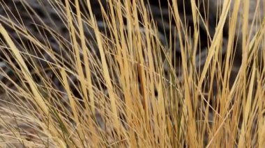 Desert Needle Grass, Stipa Speciosa, tek yıllık doğal bir bitki. Uygun koşullar sağlanana kadar serinletici aylarda soluyor. Küçük San Bernardino Dağları, Güney Mojave Çölü 'nde sonbaharın sonları..