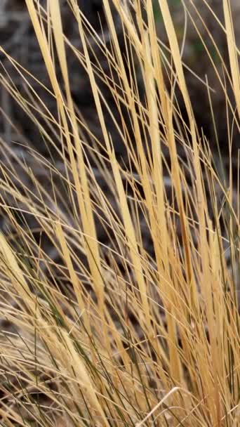 Desert Needle Grass Stipa Speciosa Native Monoclinous Perennial Herb Withers — Stock Video
