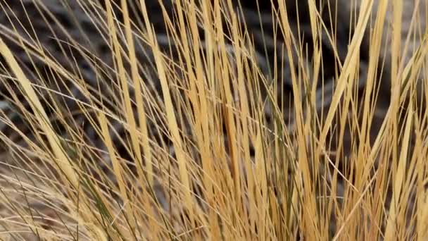 沙漠针草属植物 原生单斜多年生草本植物 在寒冷的岁月里休眠状态 直到有利的条件回来 才会凋零 秋末在莫哈韦沙漠的小圣贝纳迪诺山脉 — 图库视频影像