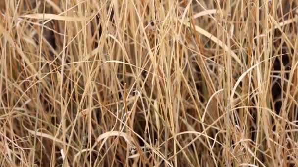 大加莱塔 希拉丽亚 里吉达 一种土生土长 多年生的多年生草本植物 在寒冷的几个月里休眠状态 直到有利的条件恢复 直到秋天在小圣贝纳迪诺山脉 莫哈韦沙漠南部 — 图库视频影像