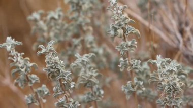 Salvia Dorrii Variety Dorrii. Küçük San Bernardino Dağları 'nda sonbaharın sonlarına doğru yapılan ve proksiyonel olarak yuvarlak kabartmalı kabartmaları gevşeten yerel tekil bir çalı..