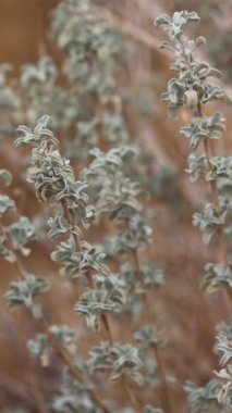 Salvia Dorrii Variety Dorrii. Küçük San Bernardino Dağları 'nda sonbaharın sonlarına doğru yapılan ve proksiyonel olarak yuvarlak kabartmalı kabartmaları gevşeten yerel tekil bir çalı..