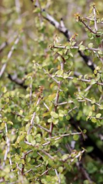 Dikenli Kızılcık, Rhamnus Crocea, Santa Ana Dağları 'nda kışın eliptik obuvate yaprakları ile çevrelenmiş, dişli bir şekilde yuvarlanmış, paralel yuvarlak, paralel bir proksimal çalı..