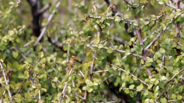 Dikenli Kızılcık, Rhamnus Crocea, Santa Ana Dağları 'nda kışın eliptik obuvate yaprakları ile çevrelenmiş, dişli bir şekilde yuvarlanmış, paralel yuvarlak, paralel bir proksimal çalı..