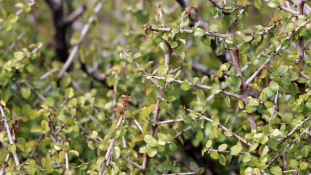 Spiny Redberry Rhamnus Crocea Arbusto Poligamodioico Nativo Que Muestra Hojas — Vídeos de Stock