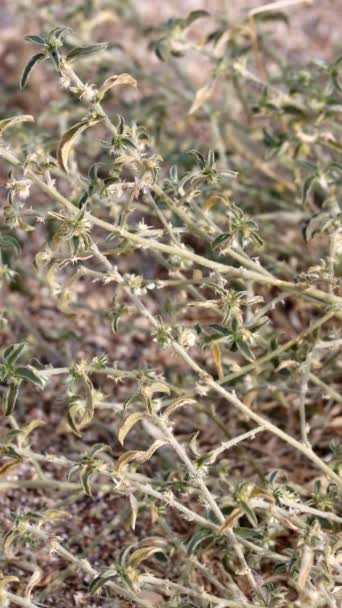 New Mexico Silverbush Ditaxis Neomexicana Eine Einheimische Einhäusige Mehrjährige Pflanze — Stockvideo