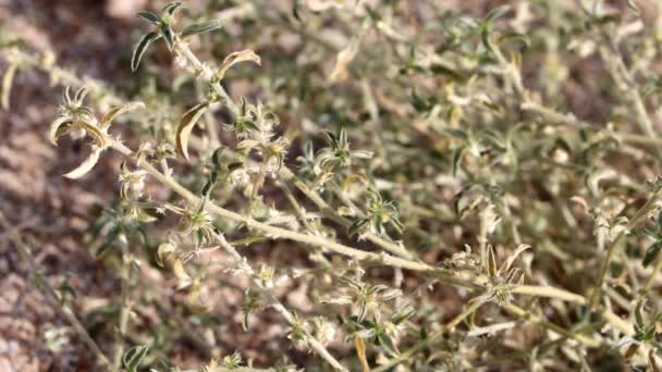 ニューメキシコシルバーブッシュ ディタキシスネオメキシカーナ ボルゴバレー砂漠の冬の間に放牧されたトリコマティックなランソレートの葉を静かに交互に広範な急性の凝縮剤を表示するネオメキシカ — ストック動画
