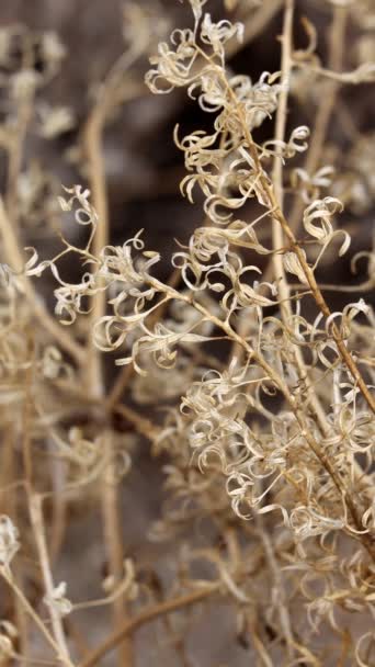 Peirson Brown Eyed Primrose Chylismia Claviformis Subspecies Peirsonii 一种原产于Borrego Valley沙漠的一年生草本植物 — 图库视频影像