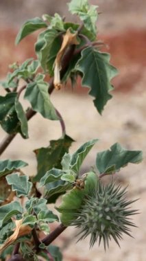 Küçük Ay Çiçeği, Datura Discolor, Borrego Vadisi Çölü 'nde kış boyunca olgunlaşmamış dikenli kapsül meyvelerini sergileyen geleneksel bir bitki türü..