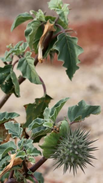 Kleine Mondblume Datura Discolor Eine Einjährige Einheimische Monokline Pflanze Die — Stockvideo