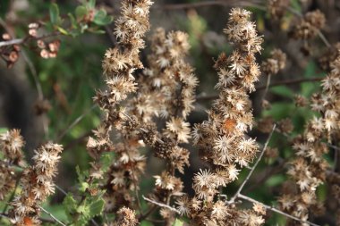 Saw Tooth Gum Goldenbush, Hazardia Squarrosa Variety Grindelioides, Santa Monica Dağları 'nda kış boyunca sürekli dağılım sonrası kızılötesi kalıntılar sergileyen yerel monoklinik bir çalılık..