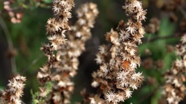 Saw Tooth Gum Goldenbush, Hazardia Squarrosa Variety Grindelioides, Santa Monica Dağları 'nda kış boyunca sürekli dağılım sonrası kızılötesi kalıntılar sergileyen yerel monoklinik bir çalılık..