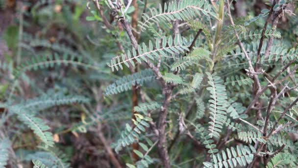 Flache Santa Barbara Milkvetch Astragalus Trichopodus Varietät Phoxus Eine Einheimische — Stockvideo