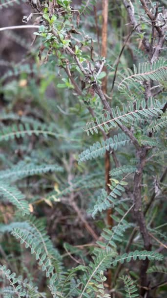 扁平的圣芭芭拉米克韦奇 一种土生土长的单斜多年生草本植物 冬季生长在圣莫尼卡山脉 其奇形怪状的针状复叶与椭圆形披针形传单交织在一起 — 图库视频影像