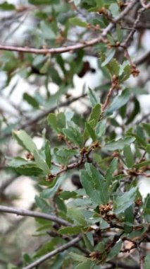 California Scrub Oak, Quercus Berberidifolia, Santa Monica Dağları 'nda kışın eliptik ve dikdörtgen yaprakları kurnazca yuvarlak, alternatif distal mukronat sunan yerel bir ağaç çalısı..
