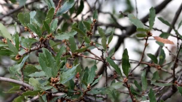 California Scrub Oak Quercus Berberidifolia Arbusto Arborescente Monoico Nativo Que — Vídeo de stock