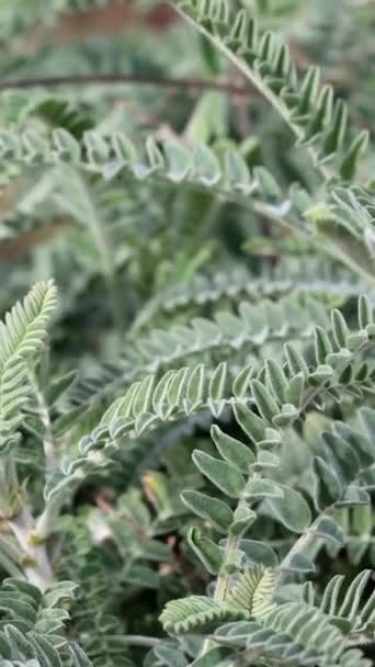 Braunton Milkvetch Astragalus Brauntonii Santa Monica Dağları Nda Kışın Tamamen — Stok video