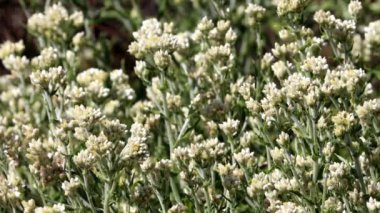 Bicolor Tavşan Tütünü, Pseudognaphalium Biolettii, Santa Monica Dağları 'nda kış boyunca yarış müridi baş infloresans sergileyen pulchritudinous yerli jimnastik bitkisi..